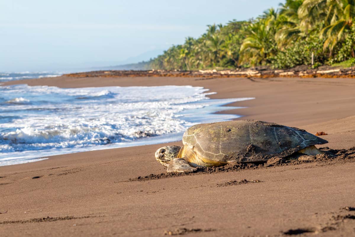 Protecting Paradise: Discover Tortugas Costa Rica Near Jacó